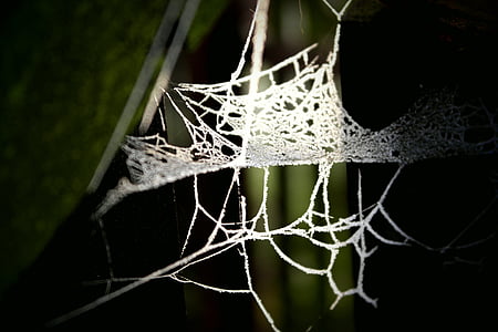 Web, σκιά, οπίσθιος φωτισμός, ίνες, φύση
