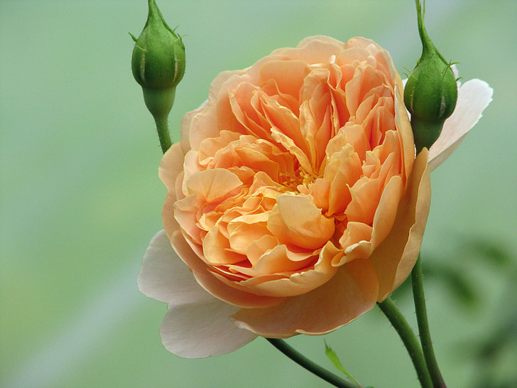 Rose, clipper du thé, fleur, abricot, arbuste, jardin