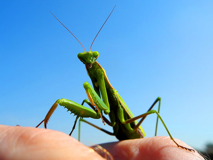 Mantis, rugându-se, insectă, verde, Praying mantis, animale, natura