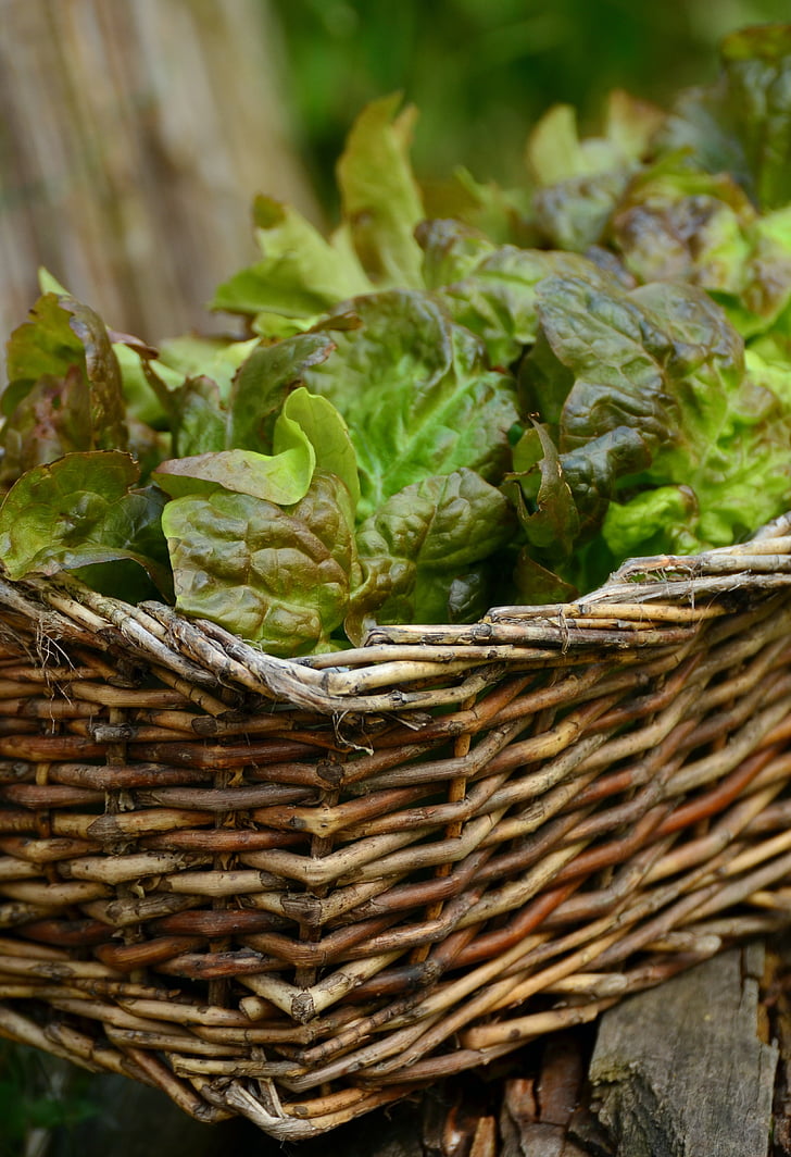 salad, daun selada, Bio, Frisch, sehat, selada, nutrisi
