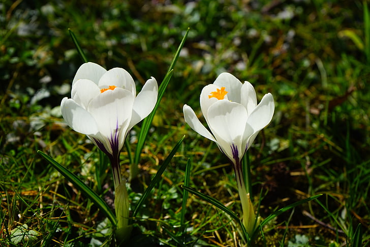 Крокус, цветок, Весна, bühen, Белый, Блоссом, Блум