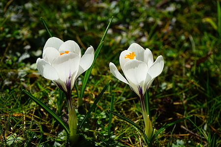 Šafrán, květ, jaro, bühen, bílá, květ, Bloom
