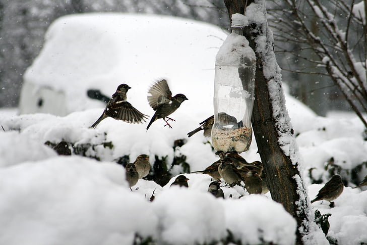 Природа, птах, Горобець, взимку, годування, Годівниці для птахів, Mag