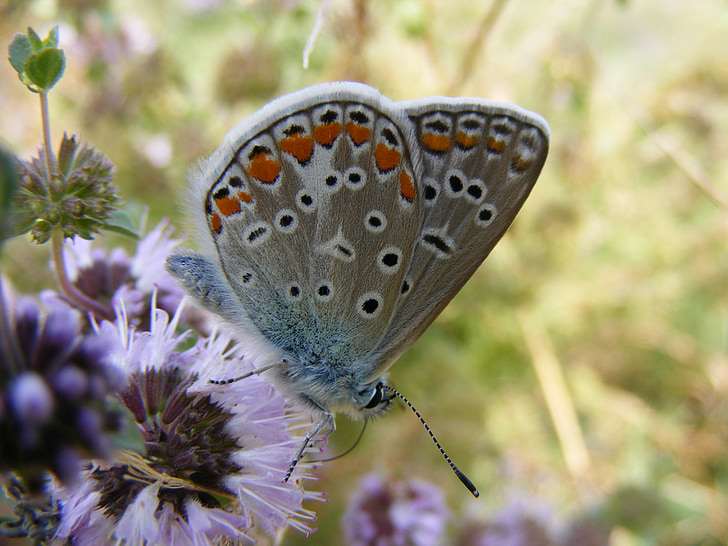 Schmetterling, Blau, Färbung, Insecta, Grass, Blume, Grün