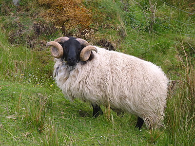 Ovan, ovce, rogovi, vuna, RAM-a, rog, Bock