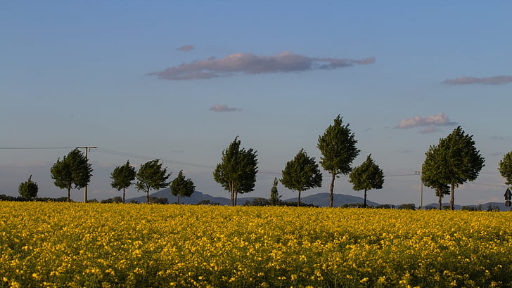 campo de colza, paisagem, nuvens, céu, árvores, Primavera, Estado de Baden-württemberg