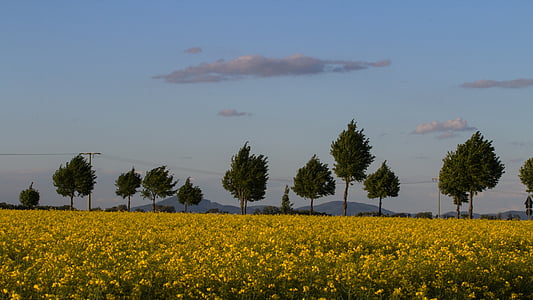 polje rapeseeds, krajolik, oblaci, nebo, stabla, proljeće, Baden württemberg