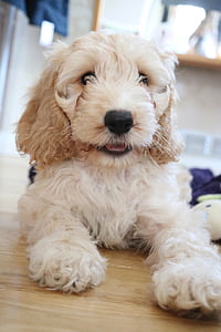 cockapoo, puppy, dog, coker spaniel, poodle, play, doggy