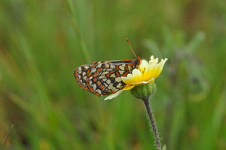 butterfly, bay checkerspot, flower, bloom, blossom, plant, insect