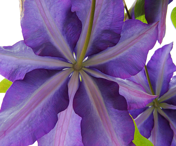 Purple clematis, Clematis, kāpšanas augiem