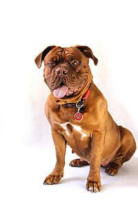 σκύλος, μεγάλο, Ντογκ ντε Μπορντώ, σκύλος ντε Μπορντώ, Γαλλικά μαντρόσκυλο, moloss
