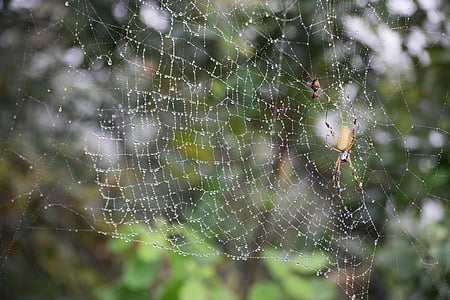 spider, spiderweb, nature, insect, trap, silk, net