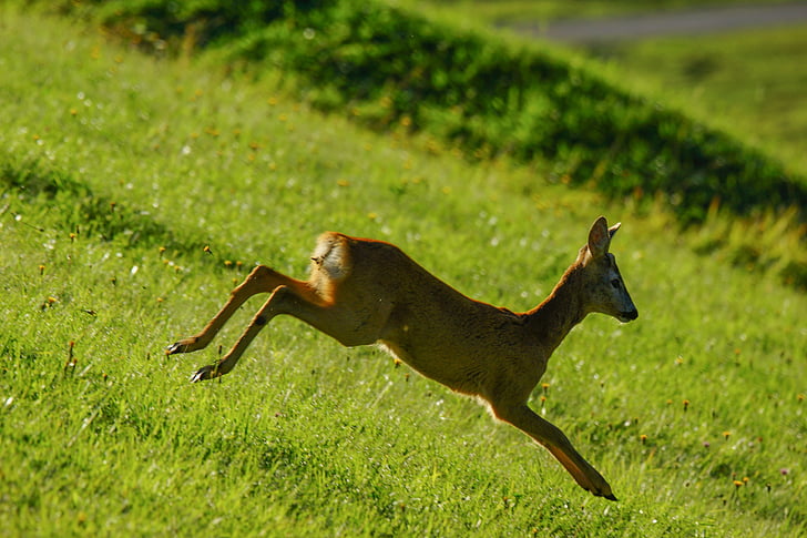 roe, animal, wild, animals, nature, fawn, park