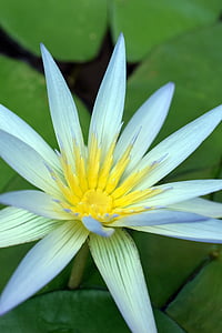 Lotus, Blume, Lotus-Blume, Bloom, Wasser, Garten, Anlage