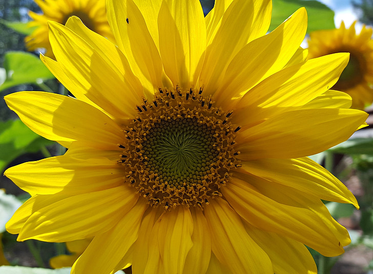 bunga matahari, Taman, bug, serangga, kuning, musim panas, bunga