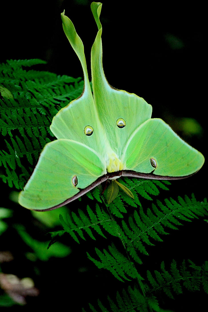 Moth, grön, NAT, naturen, fjäril, grön färg, Leaf