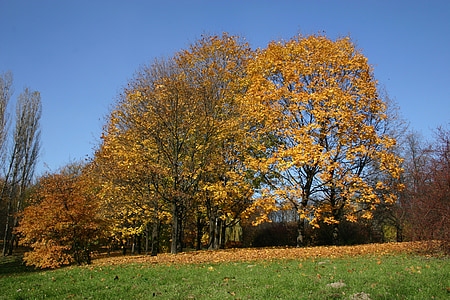 Park, Wald, Herbst, Baum, Laub, Oktober, Natur
