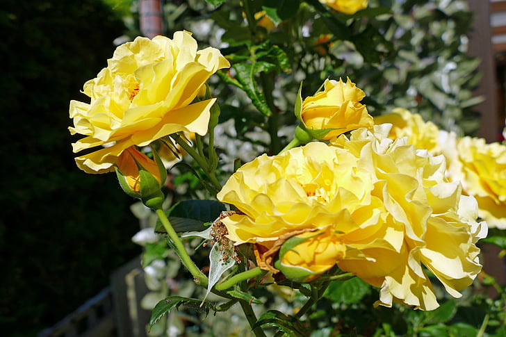 růže, Flora, zahrada, květ, Bloom, květ, Příroda
