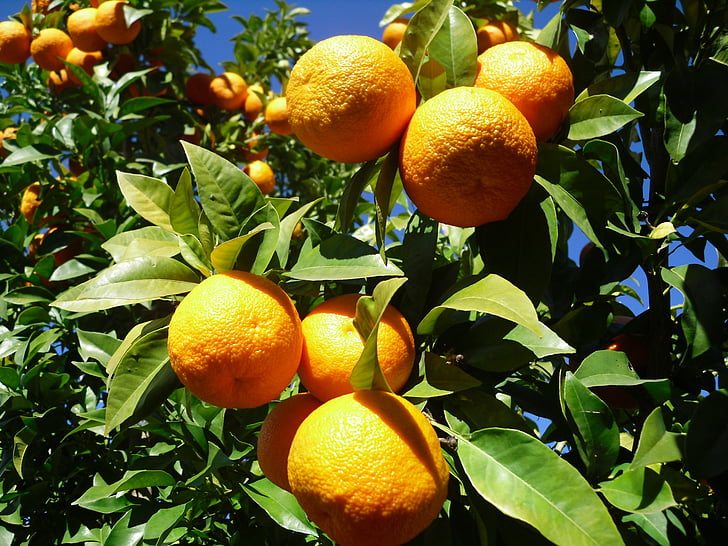 narančasta, voće, Sevilla, agrumi, narančasta - voće, hrana i piće, svježinu