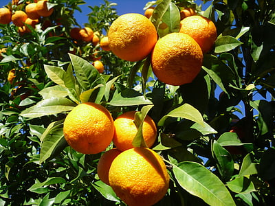 naranja, fruta, Sevilla, cítricos, naranja - frutas, alimentos y bebidas, frescura