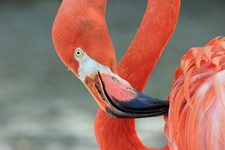 Flamingo, putns, daba, eksotiski, tropu, krāsains, knābis