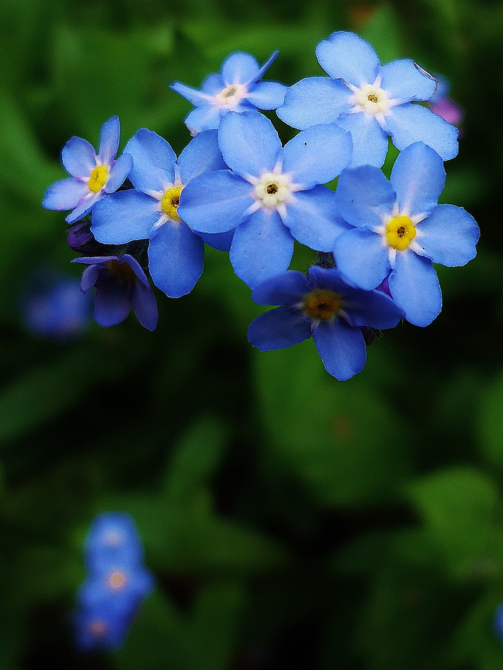 flor, flors, natura, blau, violeta, verd, planta