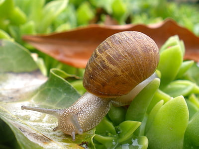 snail, mollusk, plant, garden, nature, shell, slow