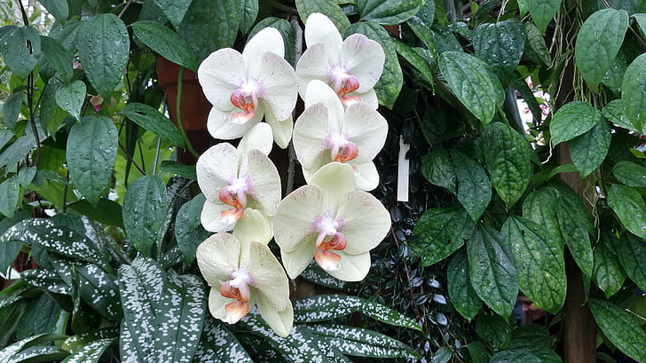 orchidej, Kalifornie, Phalaenopsis