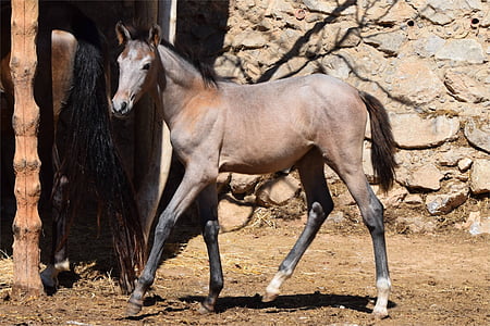 foal, horse, andalusian, spanish, purebred, filly, animal