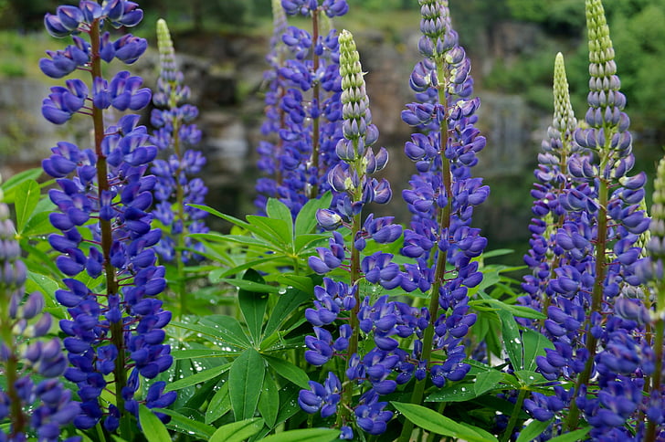 lupīnas, augu, zila, puķe, ziedi, Violeta, vasaras