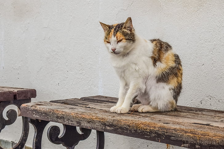 cat, stray, homeless, animal, sitting, bench, outdoor