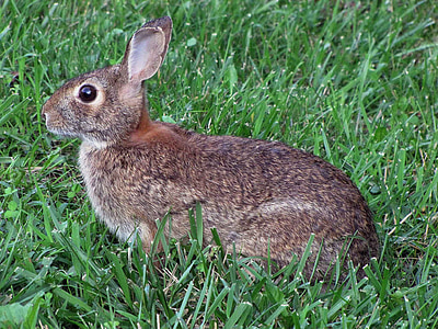 græs, forår, kanin, bunny, dyr, fauna