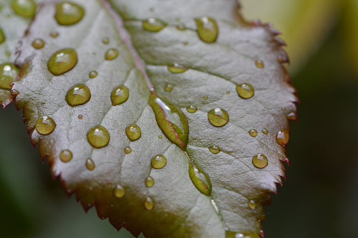 Rosenblattas, lietus, lašinamas, šlapiame kelyje, vandens, lietaus lašas, vandens lašas