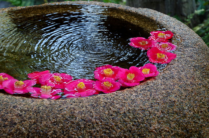 japan, japanese style, flowers, red, vivid, beautiful, nature