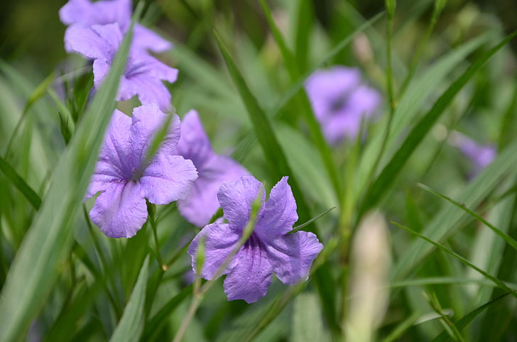 Iris, purpurfarget iris, lilla blomster, blomst, anlegget, gresset, Orchid