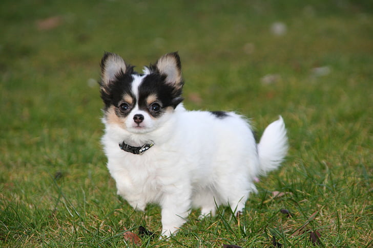 animals, dogs, puppies, chihuahua