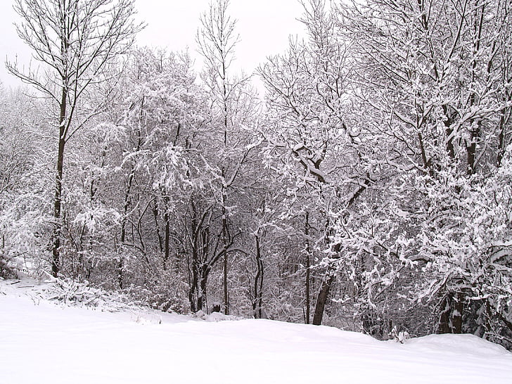 wintry, winter, snow, winer, forest, periwinkle, christmas tree