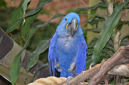 parrot, blue, national aviary, pittsburgh, pa, bird, animal