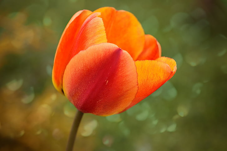 Tulipa, flor, flor, flor, vermelho alaranjado, schnittblume, flor de primavera