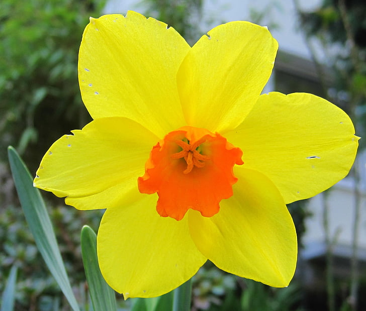 Narcis, plnom kvete, Narcis, jar, žltá- a orange narcis, ročné obdobie, Záhrada