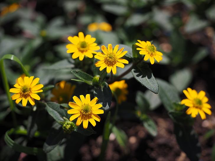 husar-knappen, blommor, gul, sanvitalia procumbens, liten, mängd, miniatyr solros