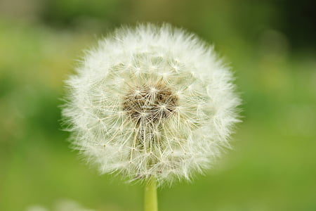 dandelion, close, macro, white, seeds, pointed flower, nature