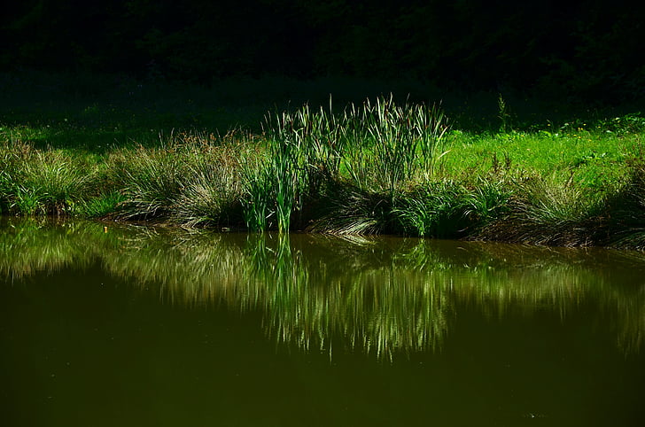 grass, meadow, lake, mirroring, biotope, nature, green