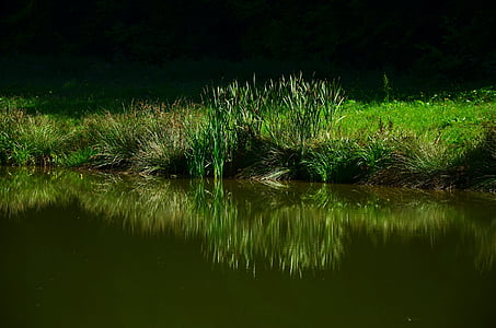草, 草甸, 湖, 镜像, 群落生境, 自然, 绿色