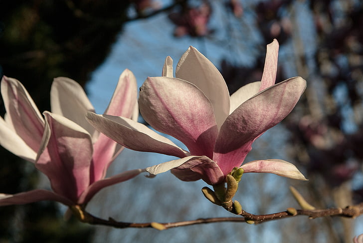 virág, Magnolia, lila virágok, tavaszi, rózsaszín, természet, a szabadban