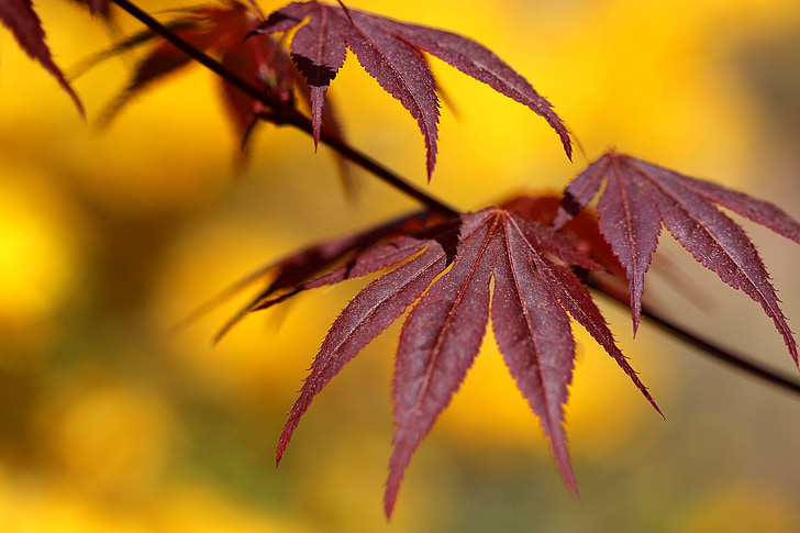 priroda, Javor, jesen, lišće, list, šuma, drvo