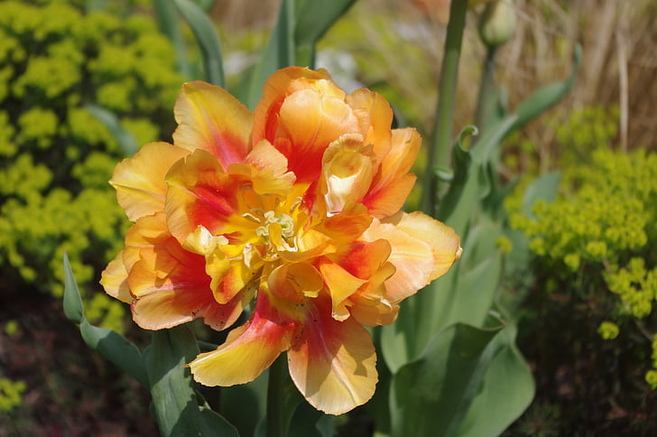 tulipano, chiudere, fiore, Blossom, Bloom, orange Tulip, petali di