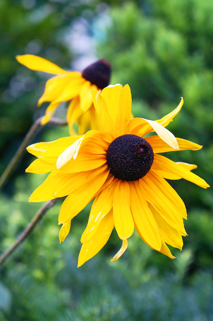 bunga matahari, bunga, kuning, musim panas
