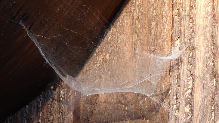 cobweb, network, spider, nature, wood