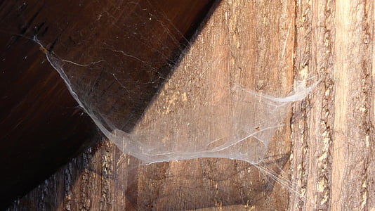 Spinnennetz, Netzwerk, Spinne, Natur, Holz